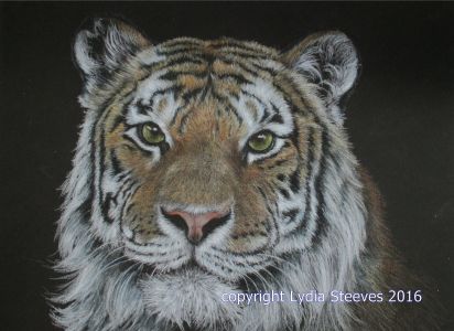 Vegas Tiger CP e-Packet